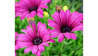 Unbranded Osteospermum Plant - Tresco Purple