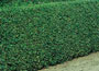 Oval Leaf Privet