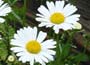 Ox-eye Daisy