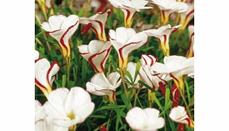 Unbranded Oxalis Bulbs - versicolor