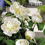 Unbranded Paeonia Lactifolia Duchesse De Nemours Plant