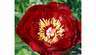 Unbranded Paeonia Plant - Buckeye Belle