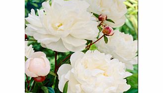 Unbranded Paeonia Plant - Gardenia