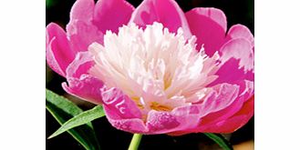 Unbranded Paeonia Plant - Gay Paree