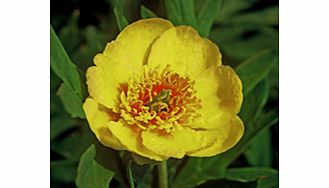 Unbranded Paeonia Plant - Lutea Var. Ludlowii