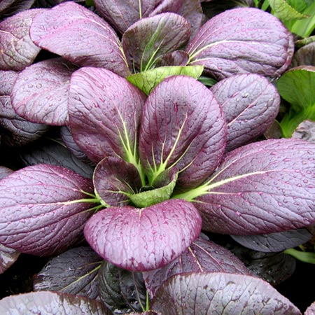 Unbranded Pak Choi Rubi F1 Average Seeds 150