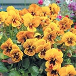 Unbranded Pansy Angel Tiger Eye F1 Seeds 427097.htm