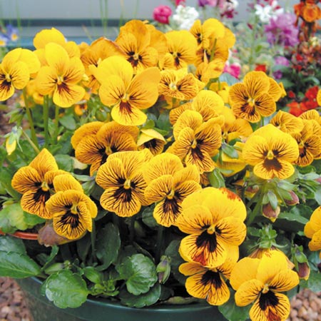 Unbranded Pansy Angel Tiger Eye F1 Seeds Average Seeds 45