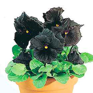 Unbranded Pansy Black Moon F1 Hybrid Seeds