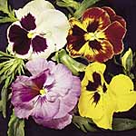 Unbranded Pansy Dobies Emperor Strain Seeds 427178.htm