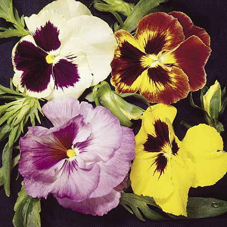 Unbranded Pansy Emperor Strain Seeds Average Seeds 120