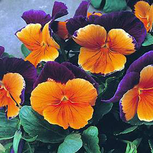 Unbranded Pansy Jolly Joker F2 Hybrid Seeds