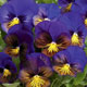 Unbranded Pansy Karma Blue Butterfly F1 Hybrid Seeds