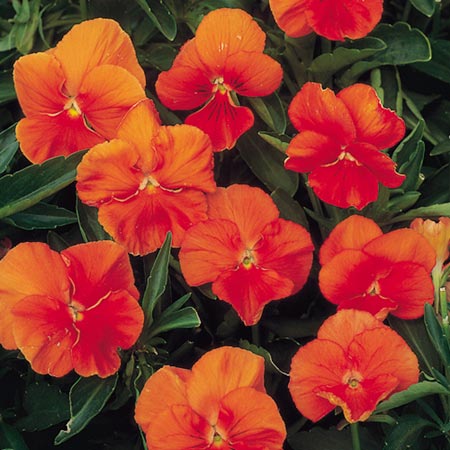 Unbranded Pansy Padparadja F2 Seeds Average Seeds 75