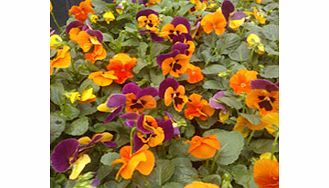 Unbranded Pansy Plants - Inspire Orange Shades