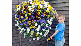 Unbranded Pansy Plants - Trailing Balconita