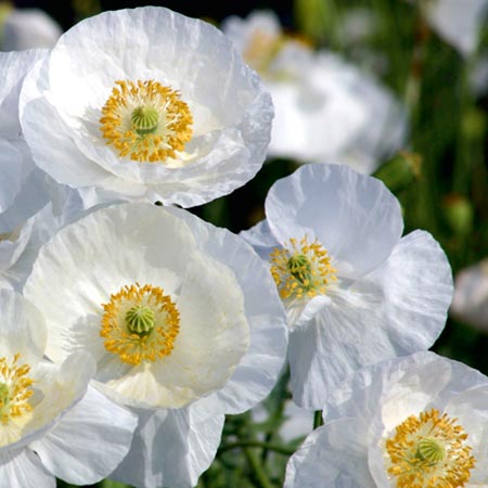 Unbranded Papaver Bridal Silk Seeds (Poppy) Average Seeds