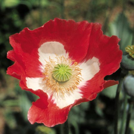 Unbranded Papaver Queens Poppy Seeds (Poppy (P.