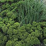 Unbranded Parsley Curlina Seeds