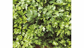 Unbranded Parsley Gigante DItalia Seeds