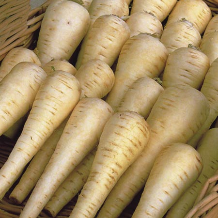 Unbranded Parsnip Albion F1 Seeds Average Seeds 380