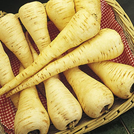 Unbranded Parsnip Cobham Improved Marrow Seeds Average