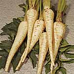 Unbranded Parsnip Exhibition Seeds 438142.htm