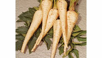 Unbranded Parsnip Exhibition Seeds