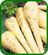 Unbranded Parsnip Gladiator Seeds