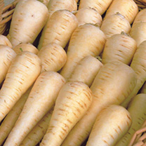 Unbranded Parsnip Seeds - Albion F1