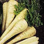 Unbranded Parsnip Tender and True Seeds 438150.htm