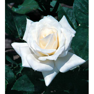 Unbranded Pascali Hybrid Tea Rose (pre-order now)