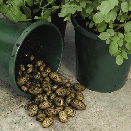 Unbranded Patio Potato Growing Kit (Late Season)