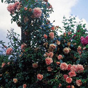 Unbranded Paul Nol - Climbing Rose