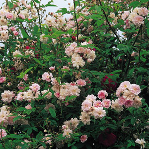 Unbranded Pauls Himalayan Musk - Climbing Rose ** AUTUMN