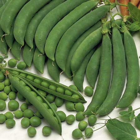 Unbranded Pea Alderman Seeds Average Seeds 300