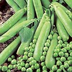 Unbranded Pea Avola Seeds 430068.htm