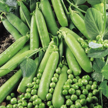 Unbranded Pea Avola Seeds Average Seeds 200