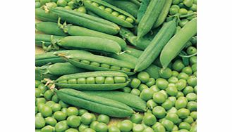 Unbranded Pea Early Onward Seeds