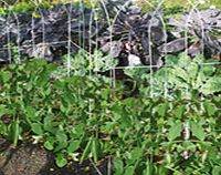 Unbranded Pea Frame