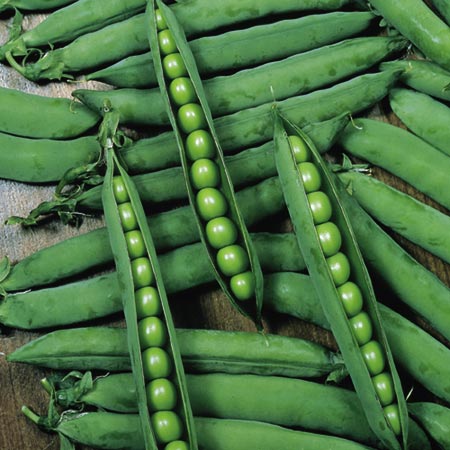 Unbranded Pea Hurst Green Shaft Seeds Average Seeds 400