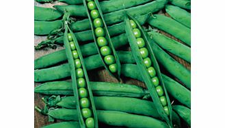 Unbranded Pea Hurst Greenshaft Seeds