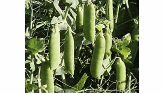 Unbranded Pea Ibis Seeds