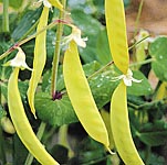 Unbranded Pea (Mangetout) Golden Sweet Seeds 430337.htm