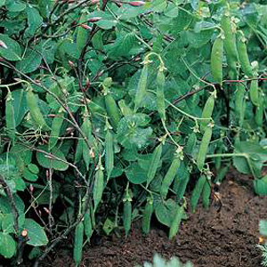 Unbranded Pea Meteor Seeds