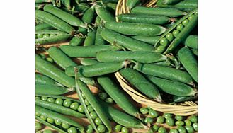 Unbranded Pea Onward Seeds