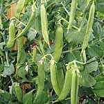 Unbranded Pea Peawee 65 Seeds 430111.htm