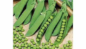 Unbranded Pea Seeds - Alderman