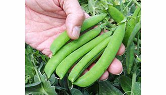 Unbranded Pea Seeds - Alexandra