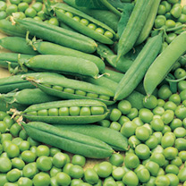 Unbranded Pea Seeds - Early Onward